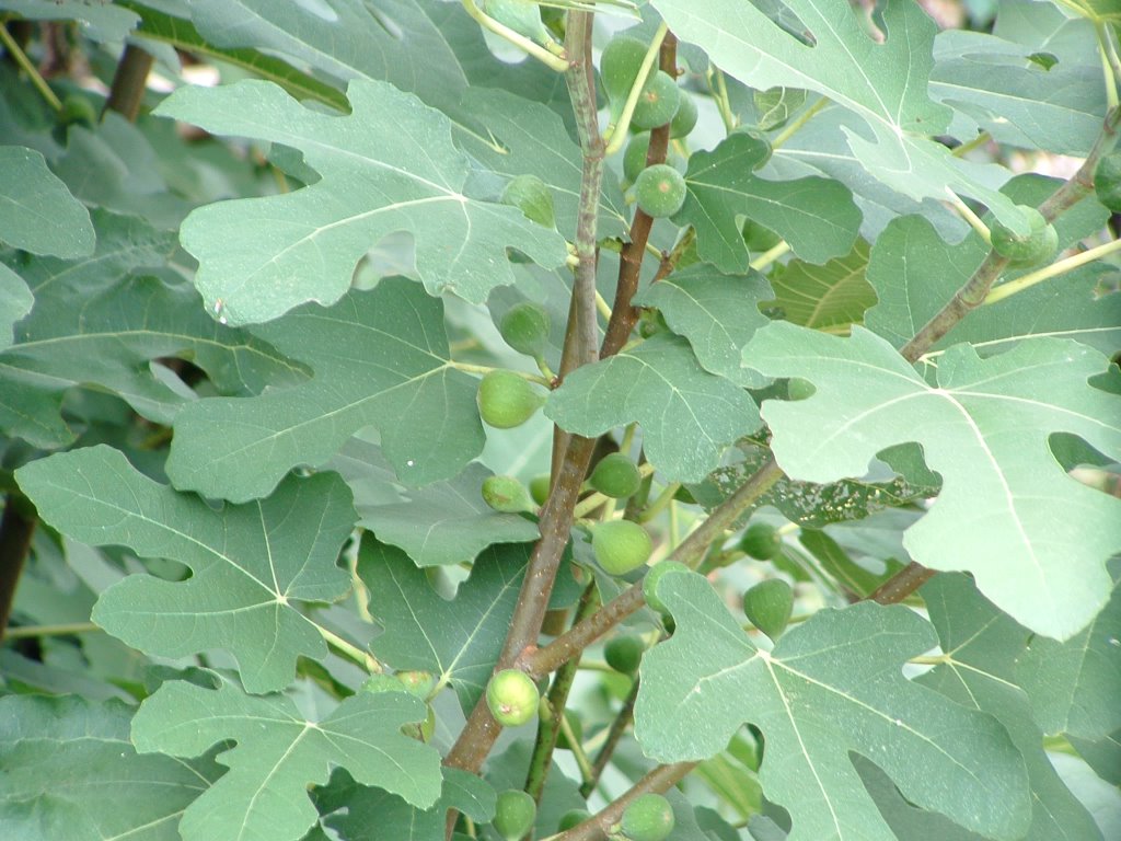 Image result for images of kadota fig leaves